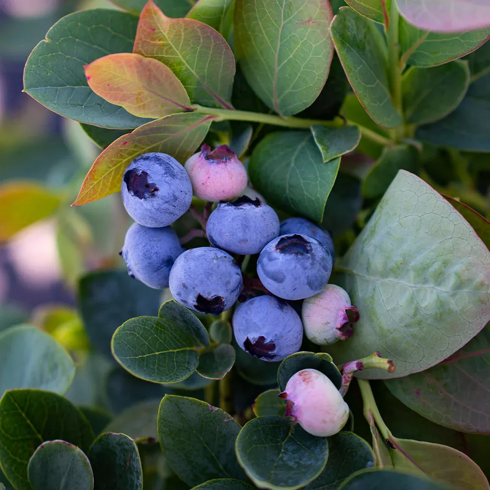 Silver Dollar Blueberry Plant - Dwarf Fruit-Bearing Shrub for Patios