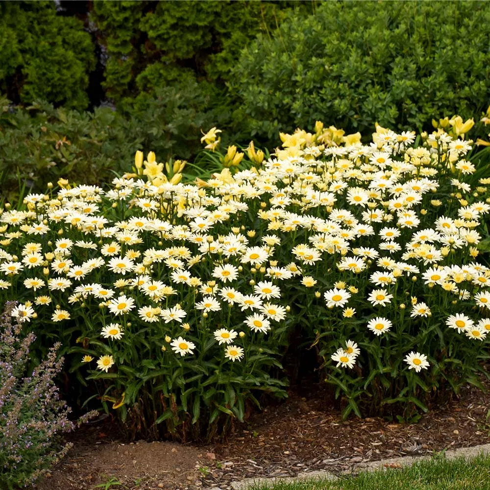Banana Cream II Shasta Daisy - Leucanthemum x superbum Perennial Flowering Plant 1