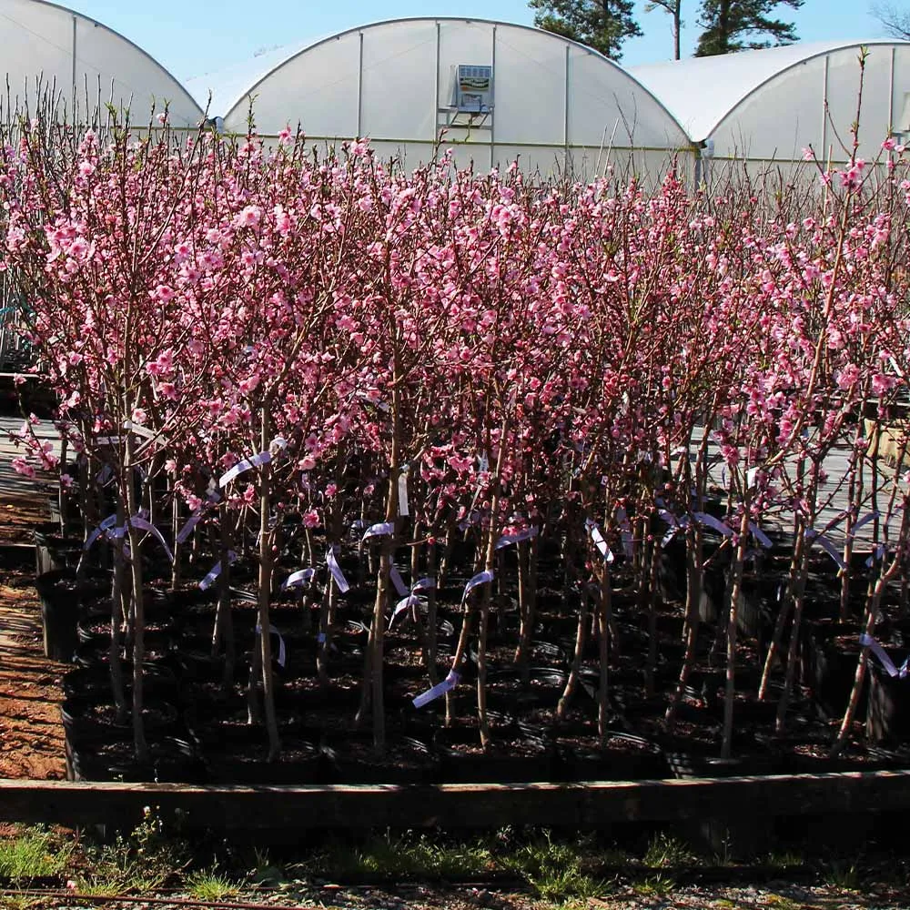 Profusion Crabapple Tree - Ornamental Deciduous Flowering Tree 3
