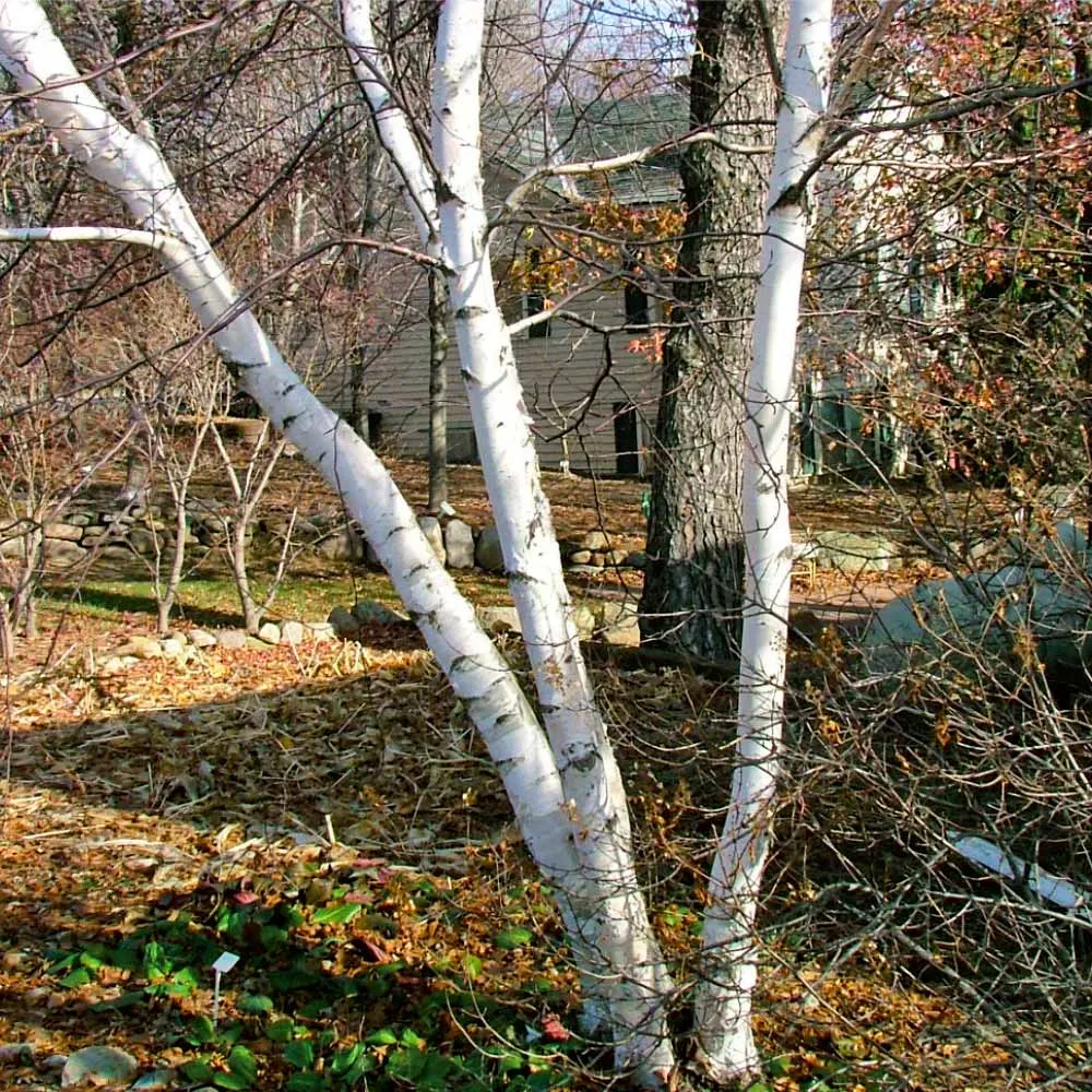 Avalanche Birch Tree - Ornamental Deciduous Landscape Tree 5