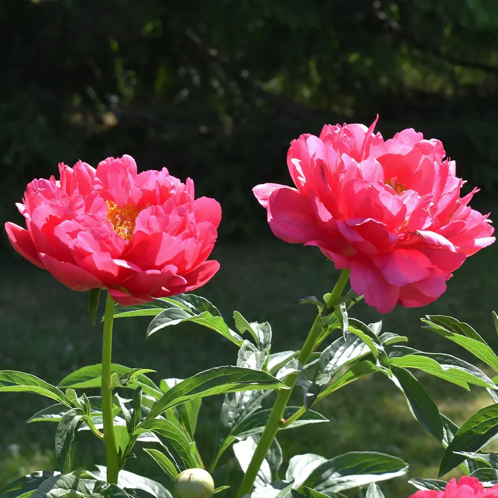 Raspberry Charm Peony Realistic Artificial Floral Decor 1