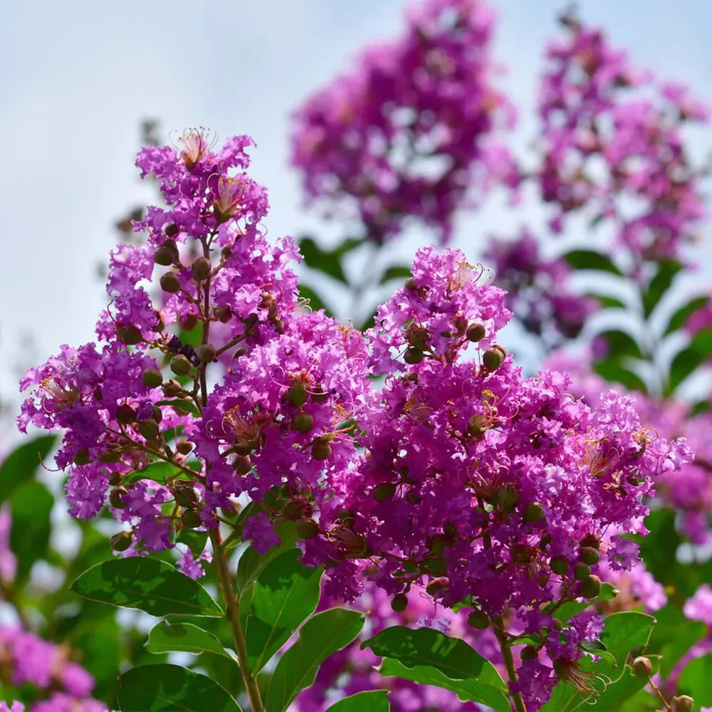 Twilight Crape Myrtle Tree - Deciduous Ornamental Flowering Plant