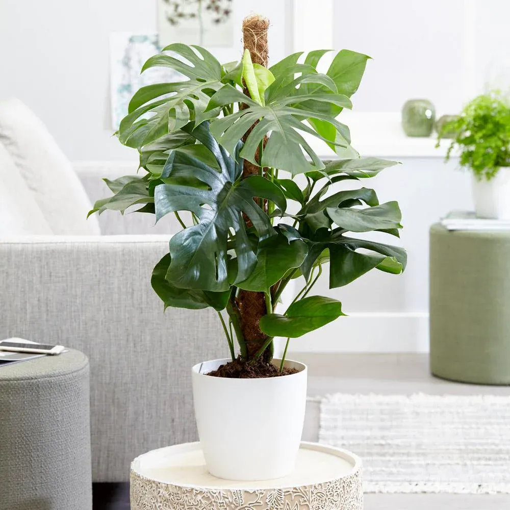 Monstera Deliciosa Swiss Cheese Plant - Tropical Indoor Houseplant