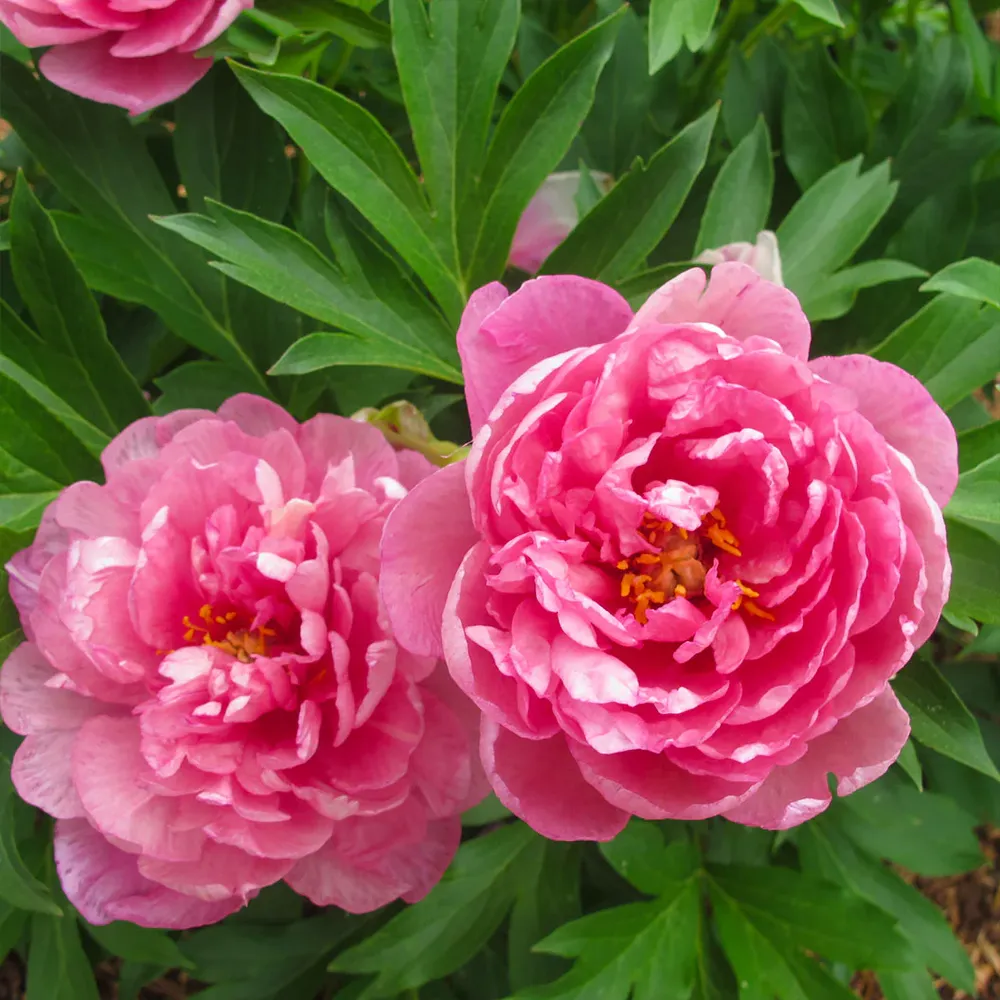 Strawberry Swirl™ Itoh Peony Plant - Intersectional Hybrid Perennial 2