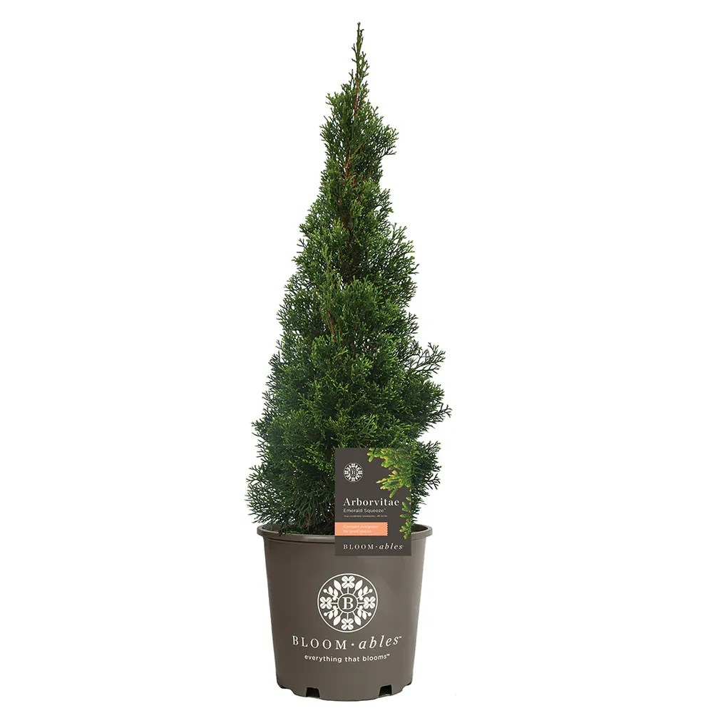 Emerald Squeeze™ Thuja Tree - Columnar Evergreen Privacy Hedge 3