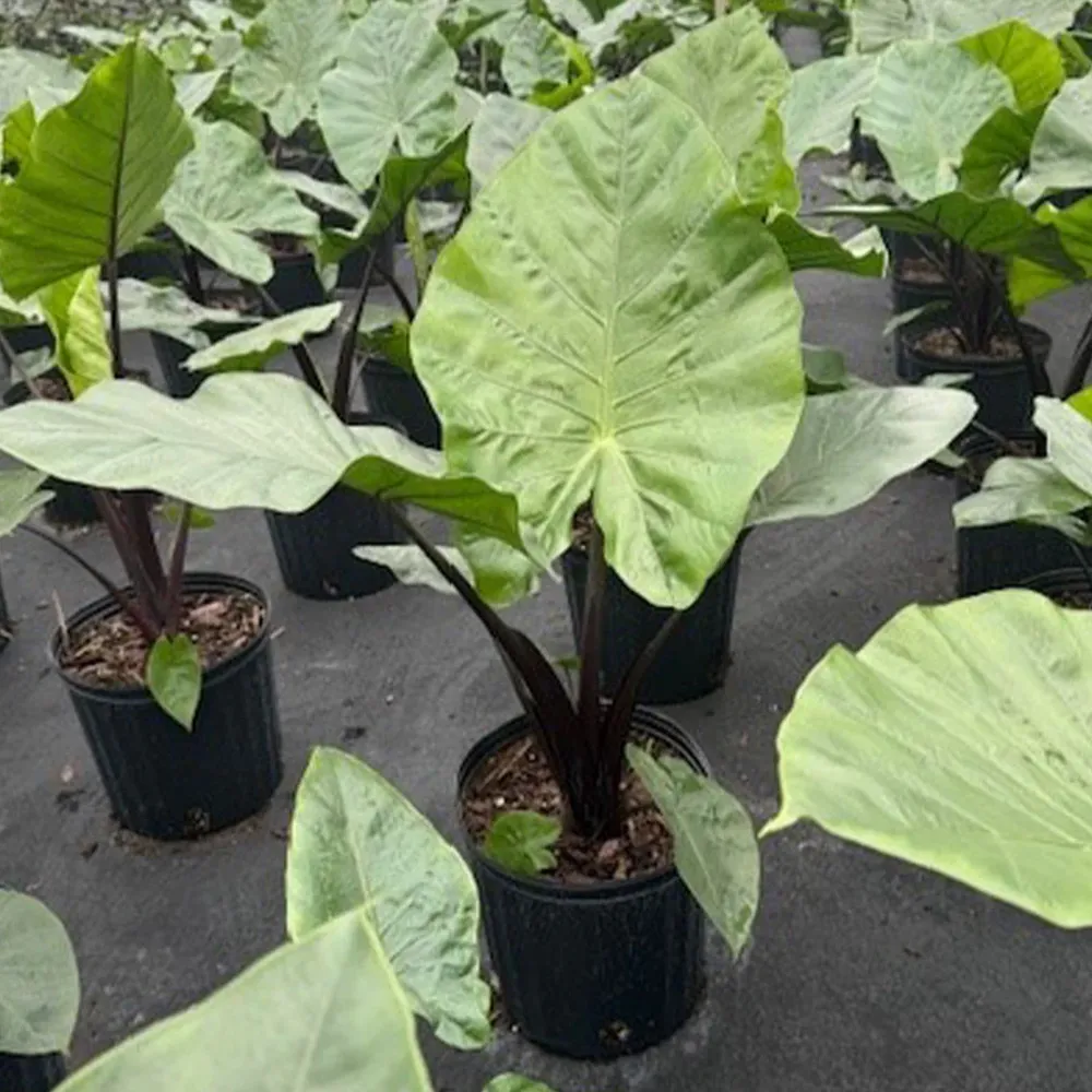 Alocasia Dark Star Tropical Shrub 1