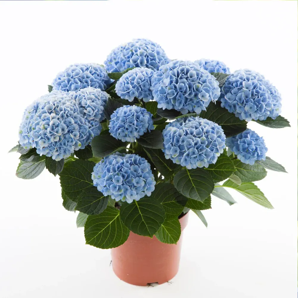 Hydrangea Magical Revolution Color-Changing Garden Shrub 5