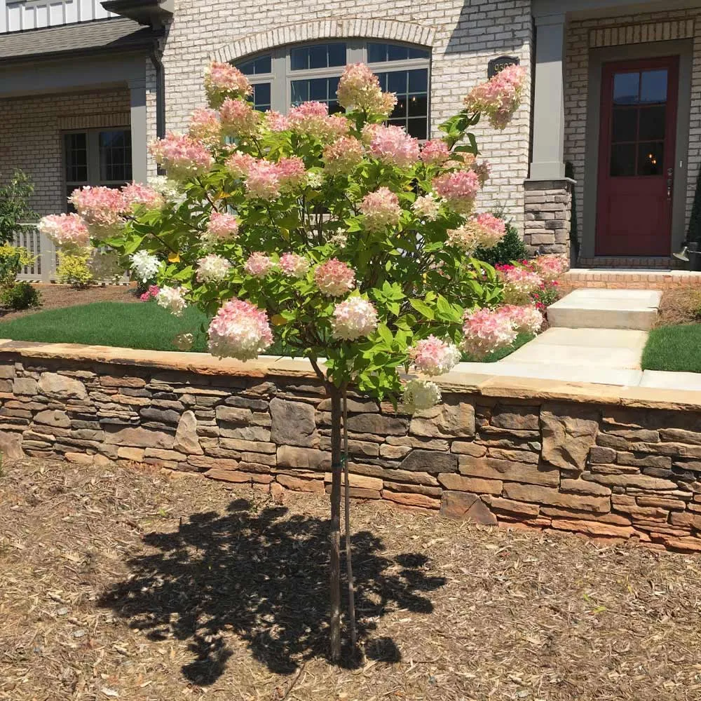 Vanilla Strawberry Hydrangea Tree - Color-Changing Paniculata Flowering Shrub