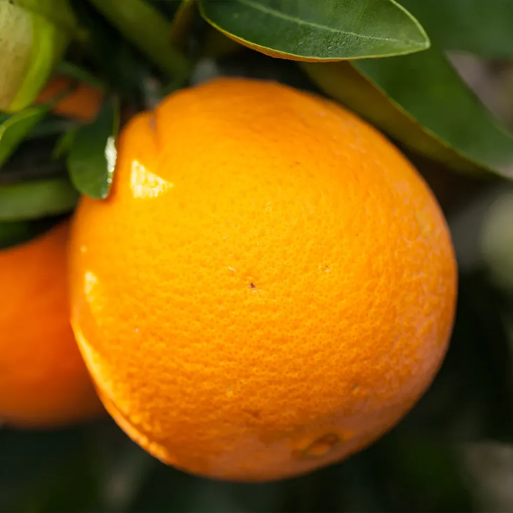 Autumn Gold Navel Orange Tree - Citrus Sinensis Fruit Tree 1