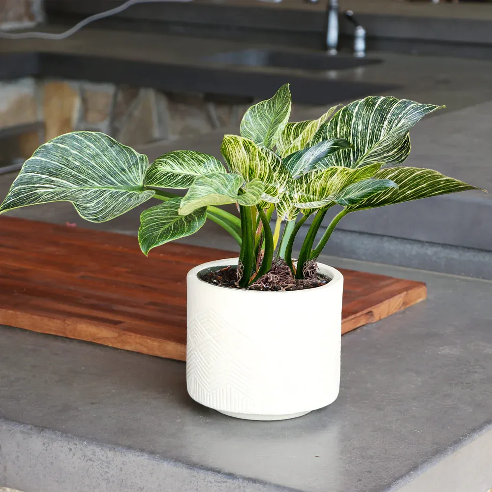 Philodendron Birkin Live Indoor Houseplant with Variegated Foliage 2