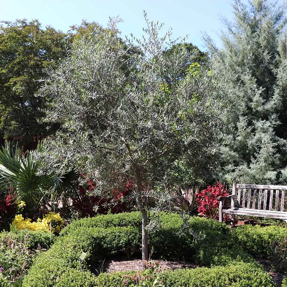 Arbequina Olive Tree - Live Olea europaea Mediterranean Plant 1