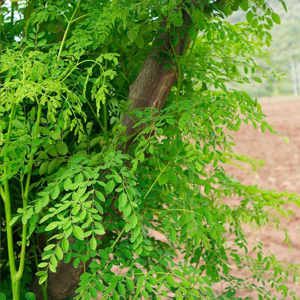 Moringa Tree Live Botanical Specimen for Home and Garden Cultivation 6