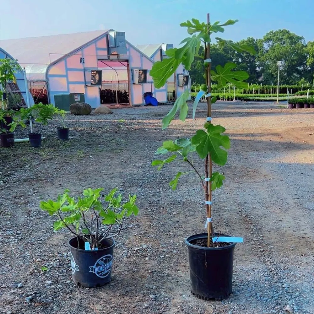 Brown Turkey Fig Tree - Hardy Fruit-Bearing Ficus Carica 2