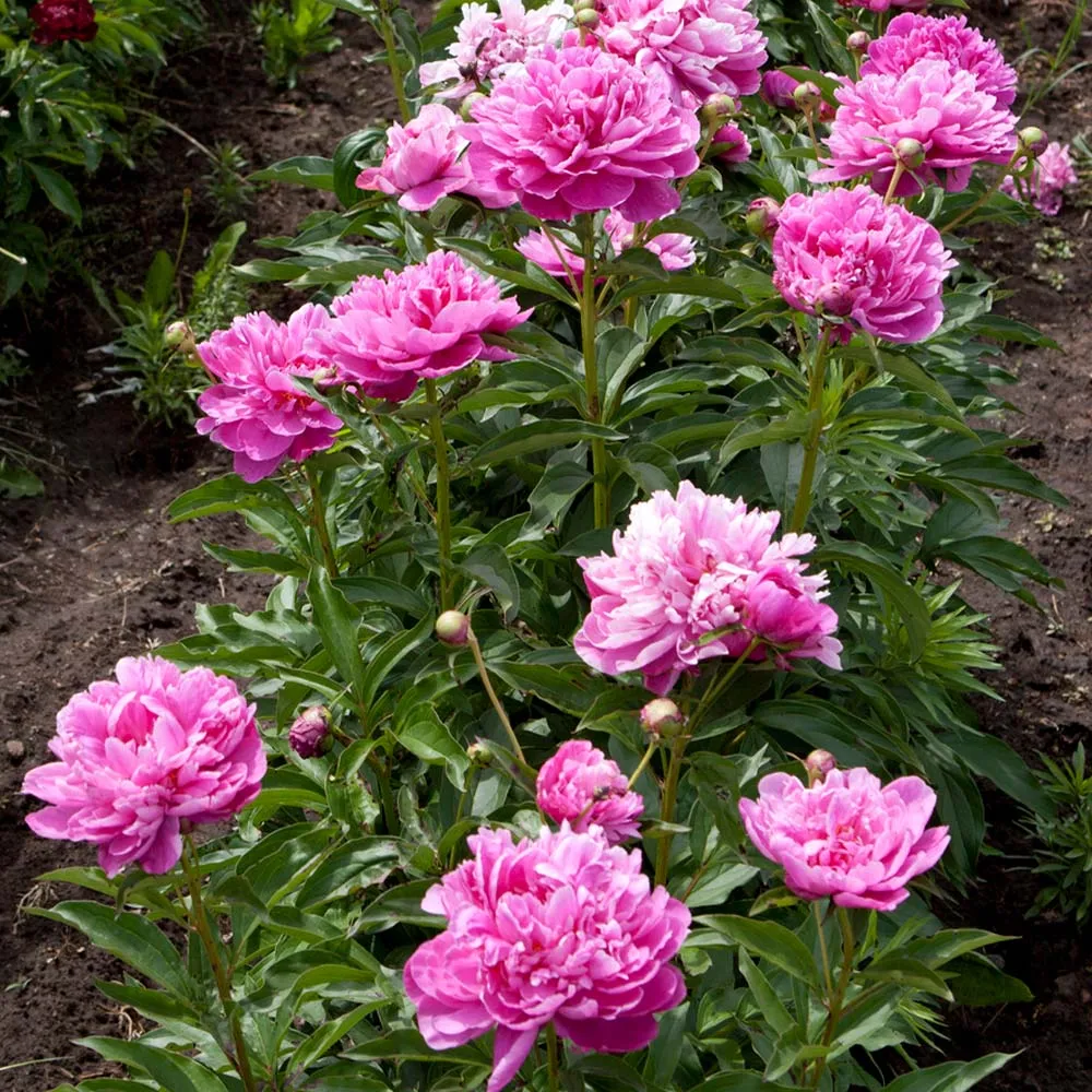 Mr. Ed Peony Decorative Floral Ornament for Home Interior 1
