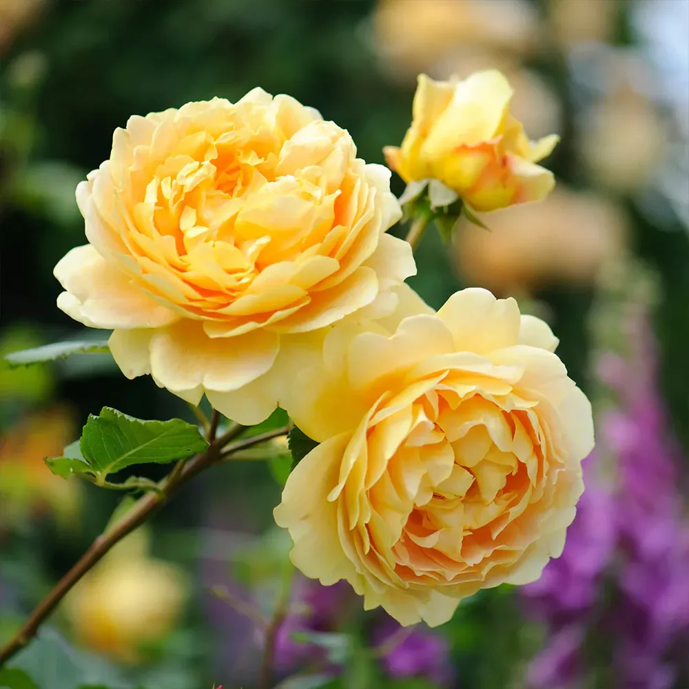 Golden Celebration® English Shrub Rose - Large Cupped Yellow Blooms 3