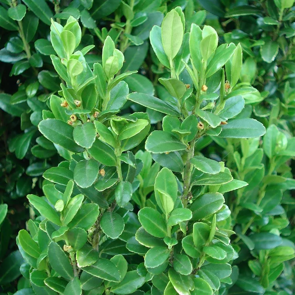 Sky Pencil Holly Tree - Columnar Ilex crenata Evergreen Shrub 2