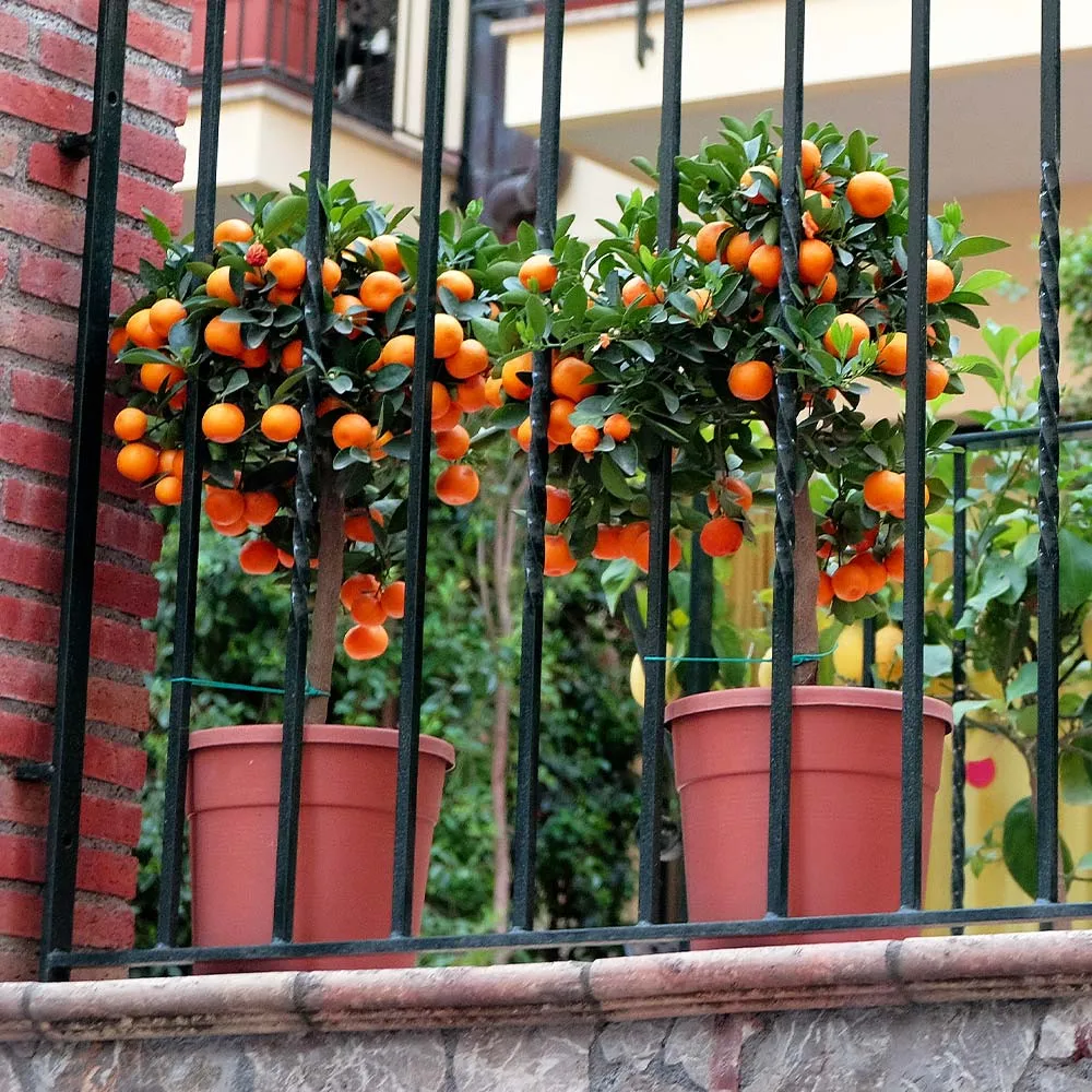 Sugar Belle® Mandarin Citrus Tree 1