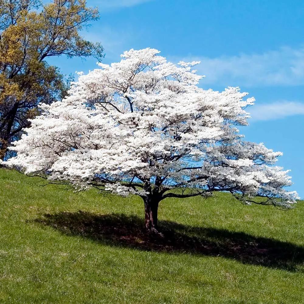 Artificial White Dogwood Tree Decorative Floral Plant