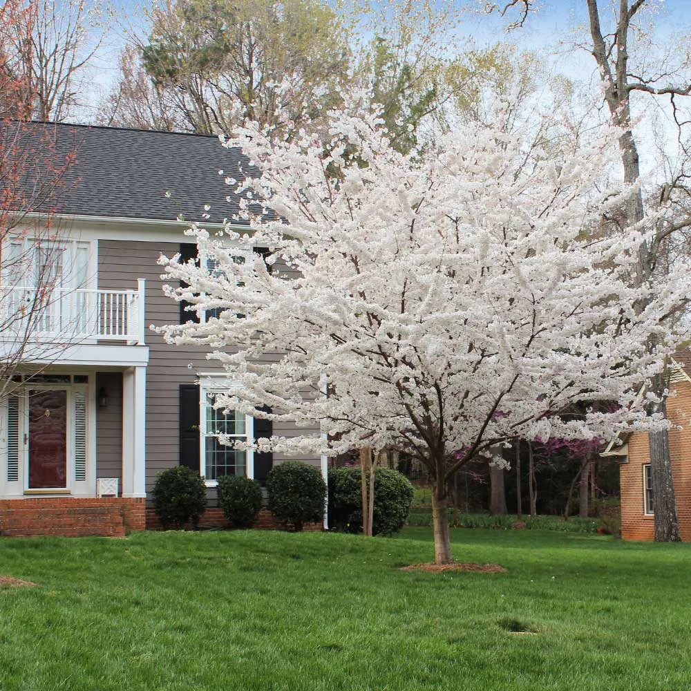Yoshino Cherry Tree (Prunus x yedoensis) Ornamental Flowering Deciduous Tree