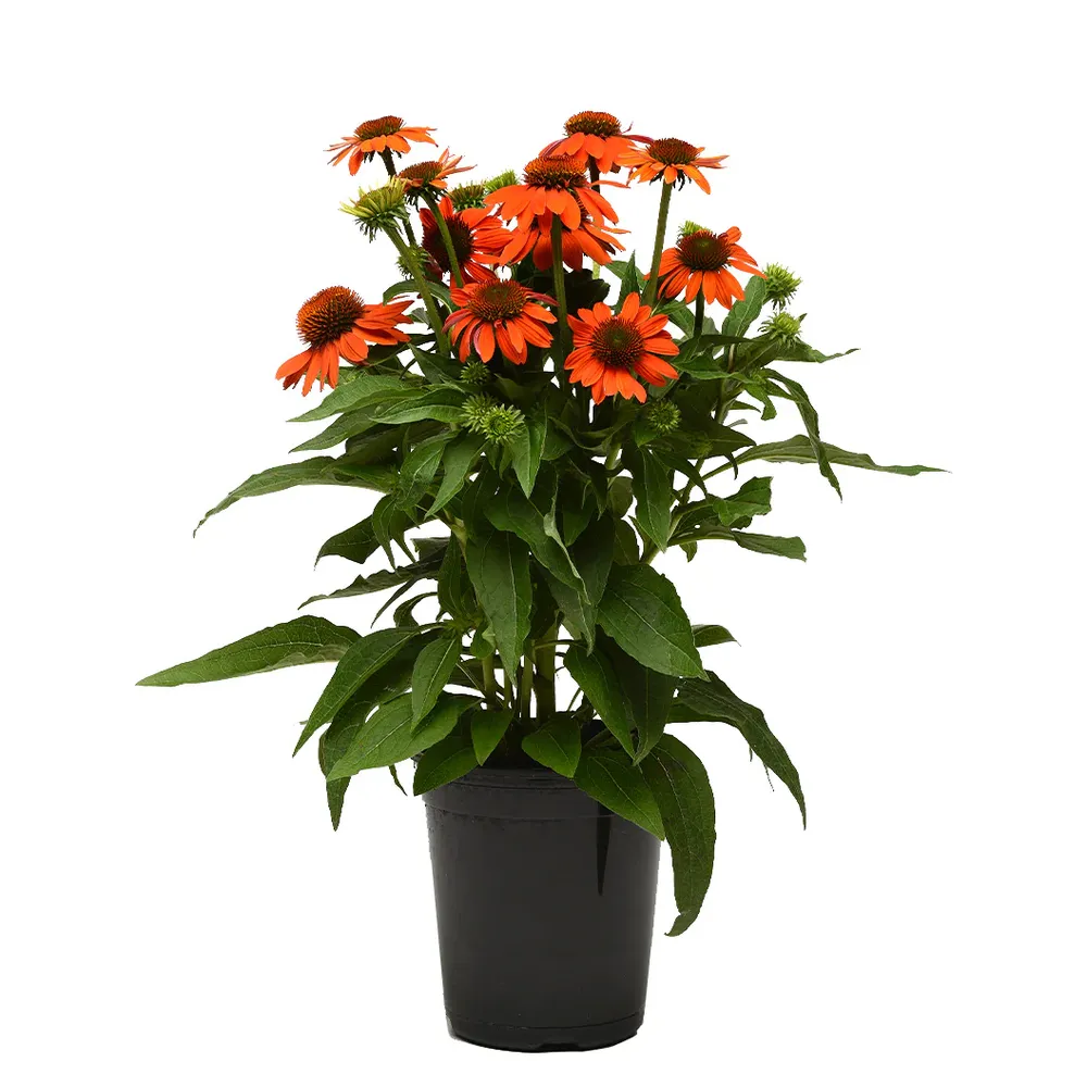 Better Versions® Sombrero® Adobe Orange Echinacea Plant 2