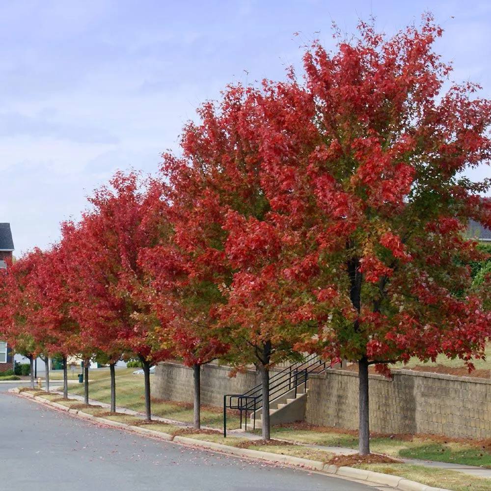 Autumn Blaze Red Maple Tree (Acer x freemanii) 2