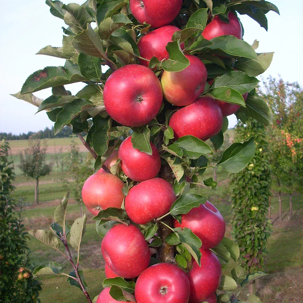 Tasty Red Columnar Apple Tree - Compact Vertical Growth Fruit Tree 4