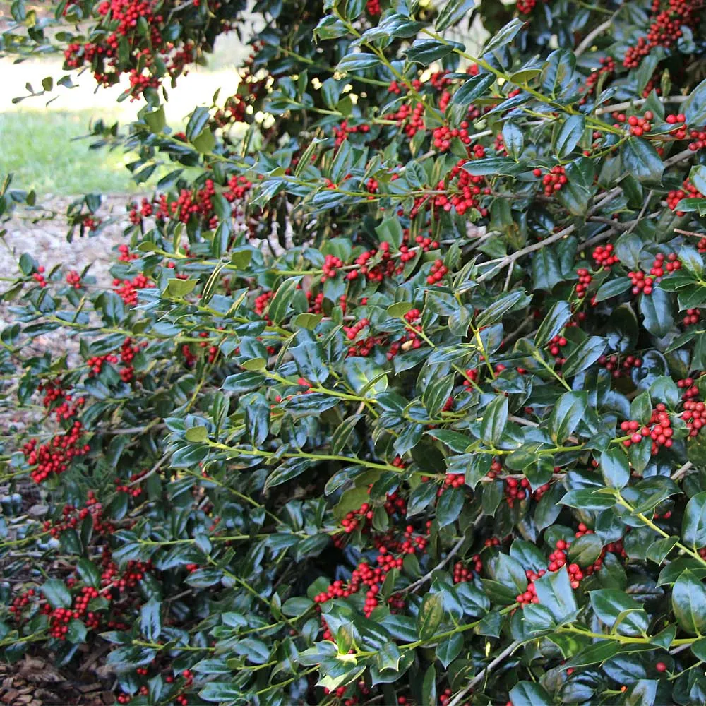 Nellie Stevens Holly Shrub - Evergreen Privacy Hedge Plant 2
