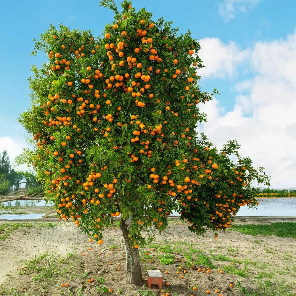 Autumn Gold Navel Orange Tree - Citrus Sinensis Fruit Tree