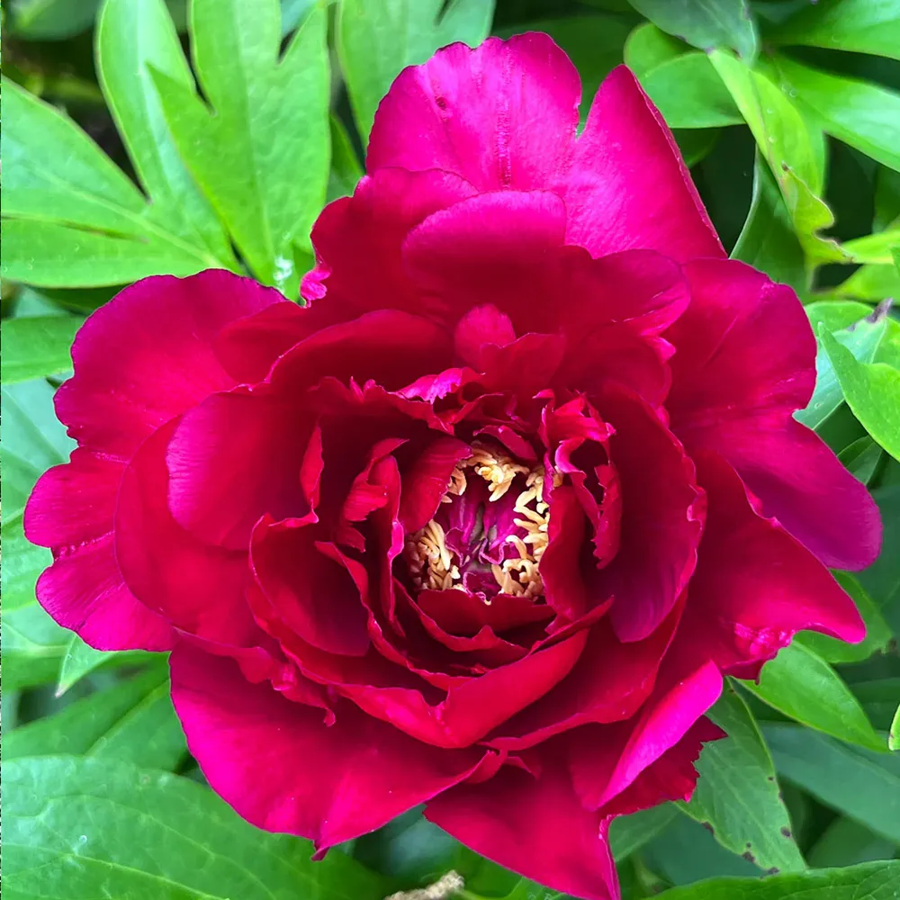 Candy Apple Itoh Peony Bush - Intersectional Hybrid Perennial 1