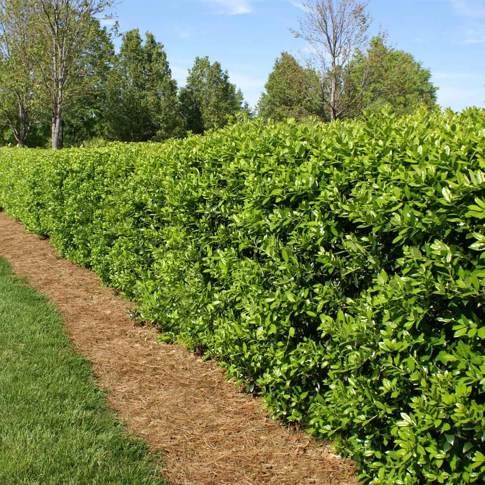 Dwarf Burford Holly Shrub - Compact Evergreen Landscape Shrub