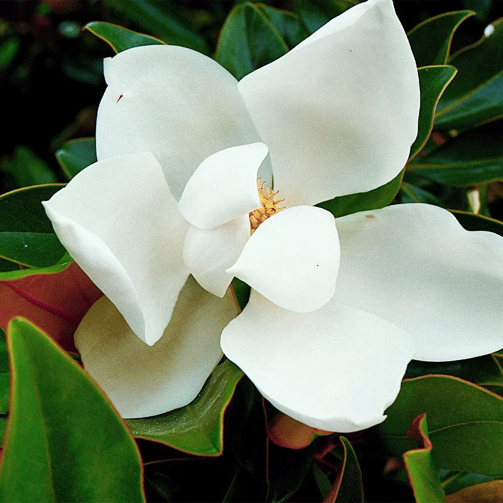 Kay Parris Magnolia Artificial Evergreen Decorative Plant 1
