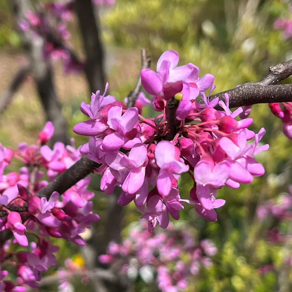 Gilded Hearts® Texas Redbud Tree (Cercis canadensis var. texensis) 1