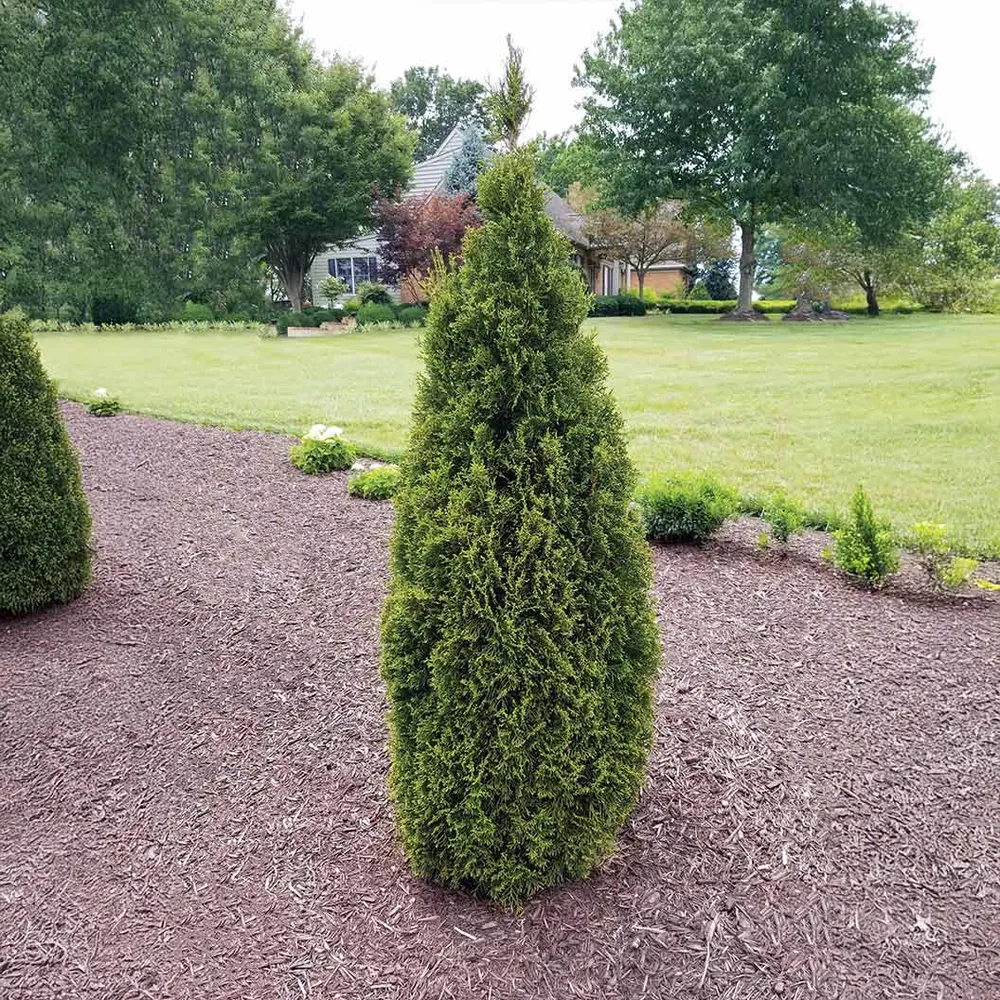Emerald Squeeze™ Thuja Tree - Columnar Evergreen Privacy Hedge 1