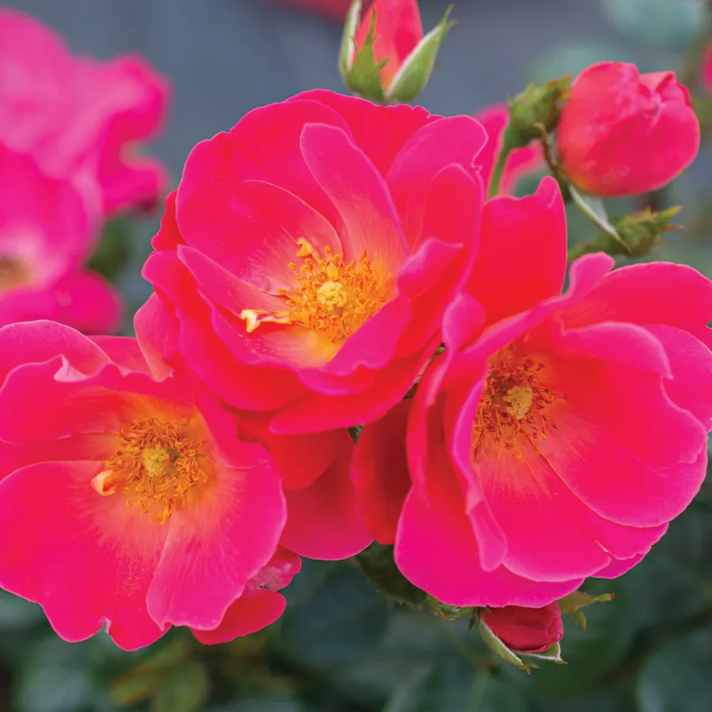 Brick House Pink Rose - Repeat Blooming Garden Shrub