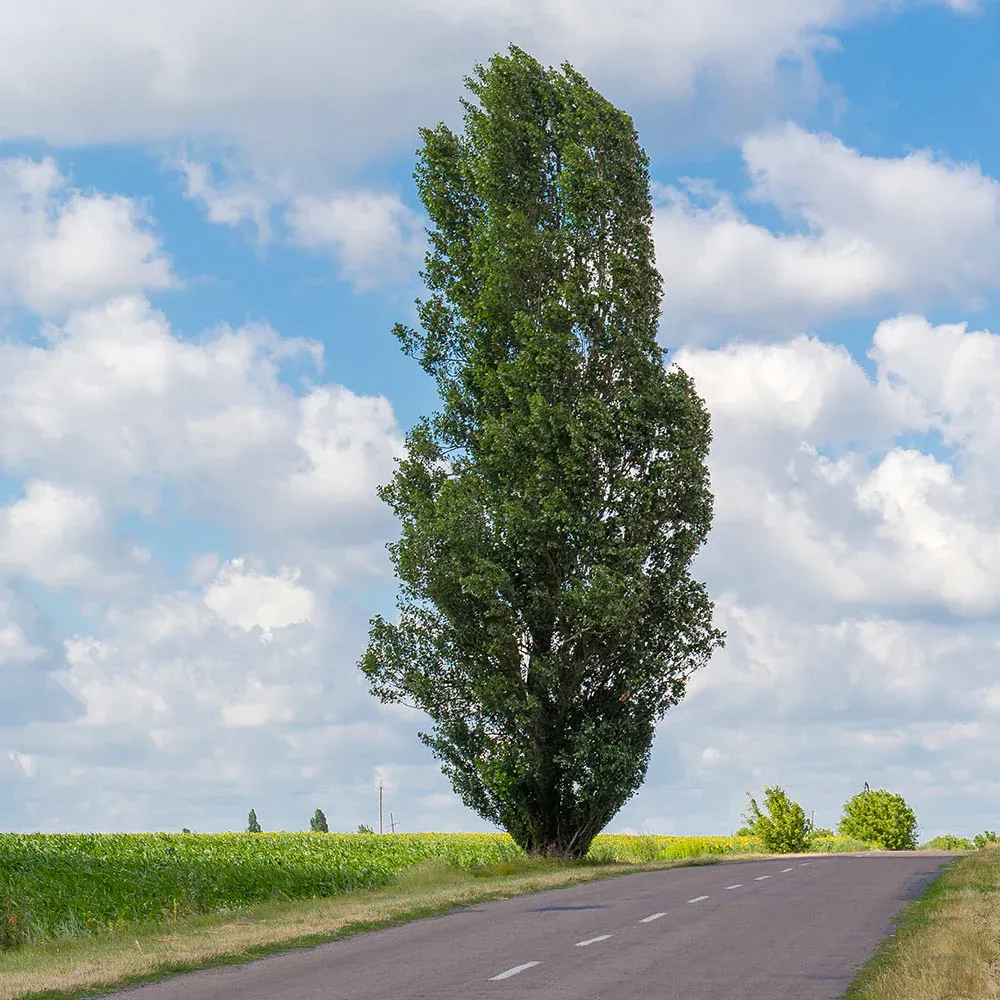 Lombardy Poplar Tree (Populus nigra 'Italica') - Columnar Deciduous Privacy Tree 4
