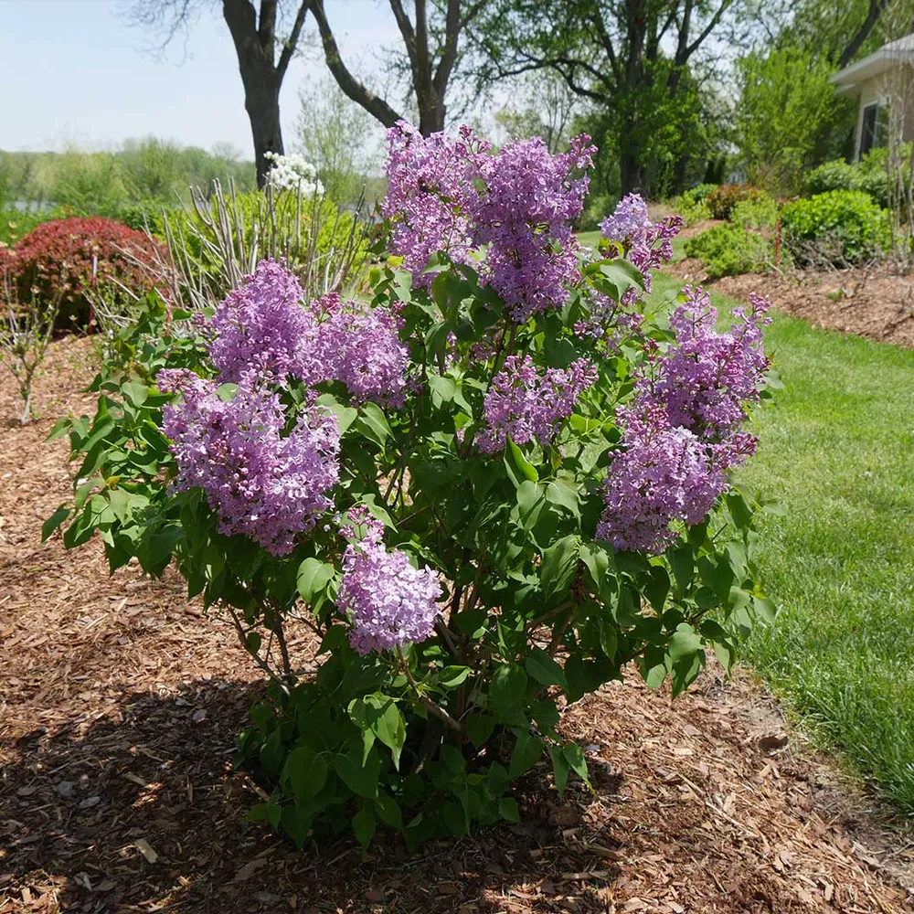Proven Winners® Scentara® Double Blue Lilac - Fragrant Reblooming Flowering Shrub 1