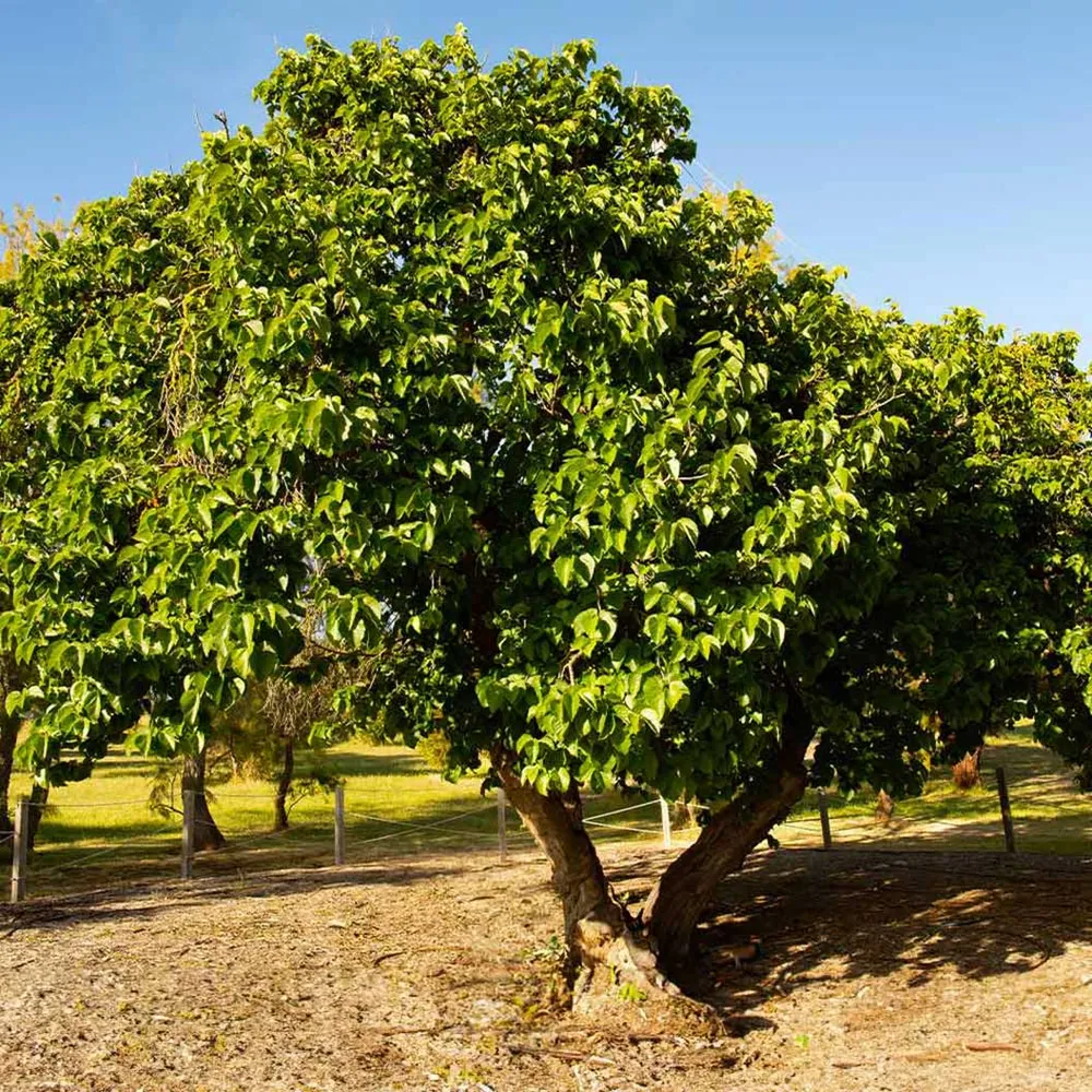 Everbearing Mulberry Bush - Continuous Fruit Producing Morus Plant 1