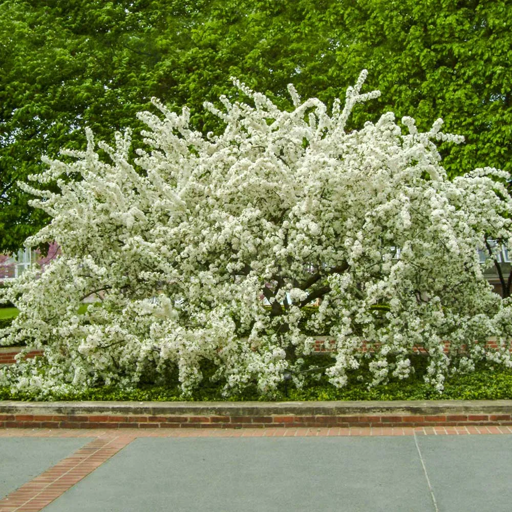 Sargent Crabapple Tree (Malus sargentii) - Ornamental Deciduous Flowering Tree 1