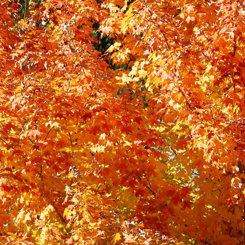 Artificial Sugar Maple Tree with Realistic Autumn Foliage for Indoor Decor 3