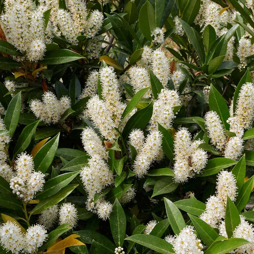 Otto Luyken Cherry Laurel - Dwarf Evergreen Shrub for Landscaping 2