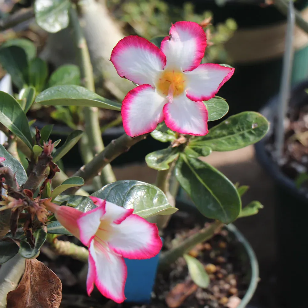 Desert Rose Adenium Obesum Succulent Plant 3