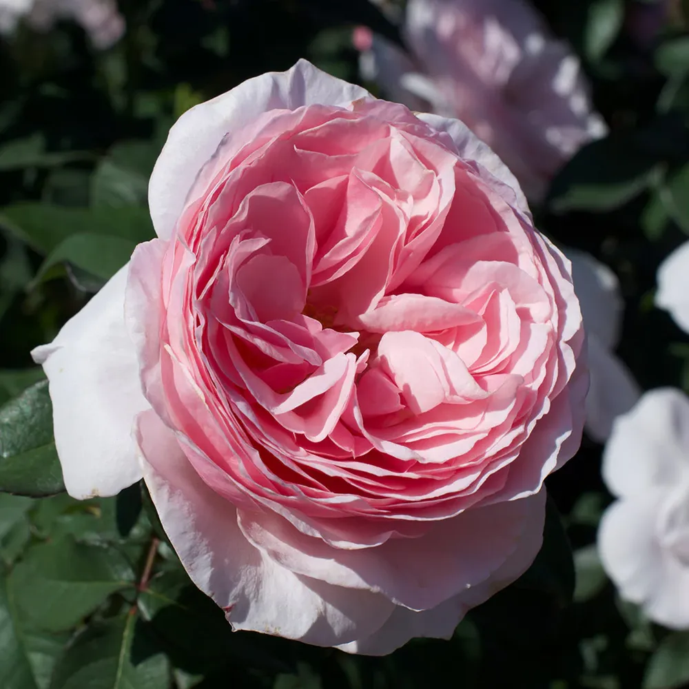 Scentuous® Rose Shrub - Hardy Flowering Garden Bush