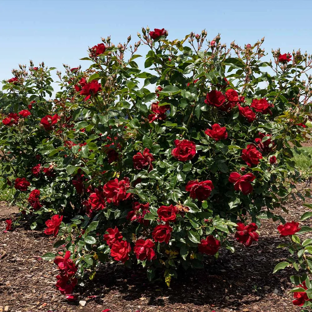 Bloomables® Brick House® Red Rose Shrub 2
