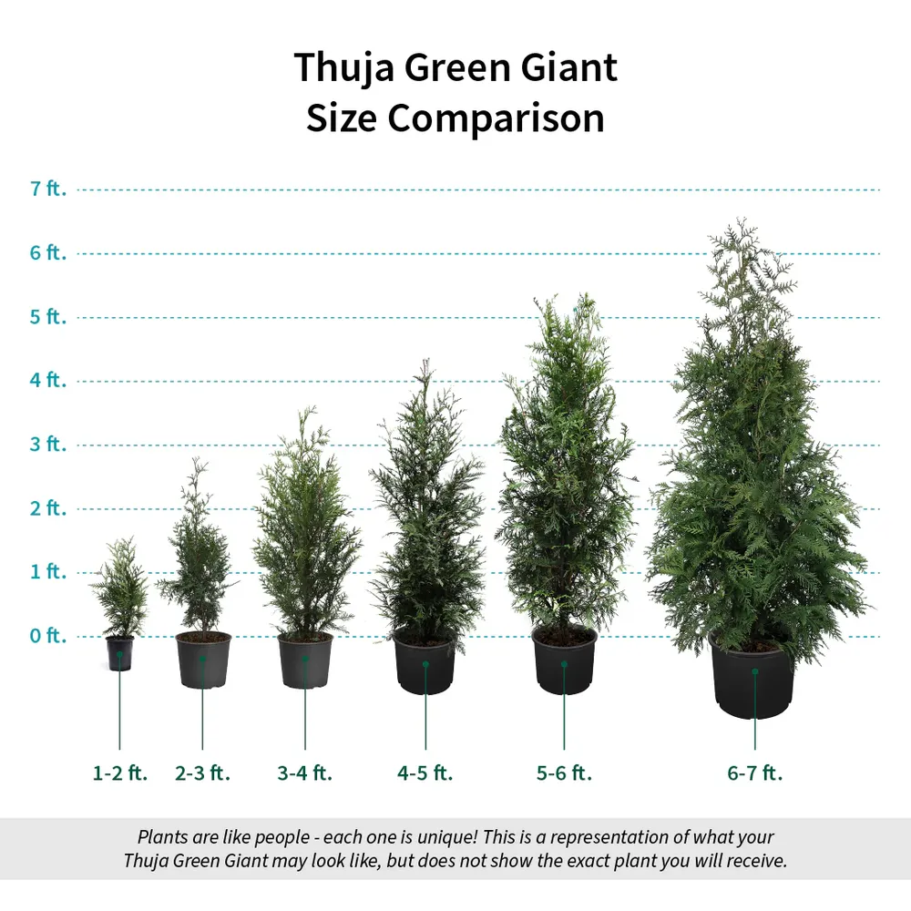 Thuja Green Giant Arborvitae - Fast-Growing Evergreen Privacy Tree 8