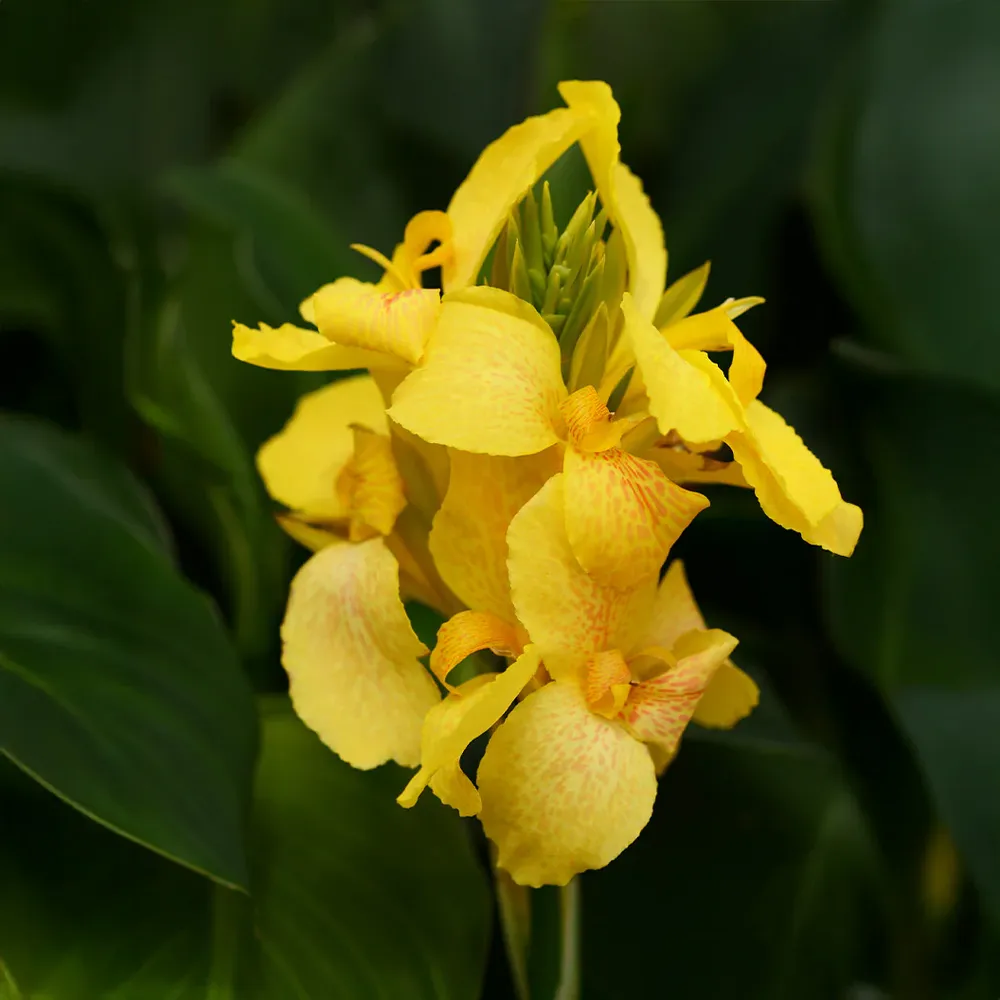 Cannova Yellow Canna Lily Plant - Vibrant Perennial Garden Flower 3