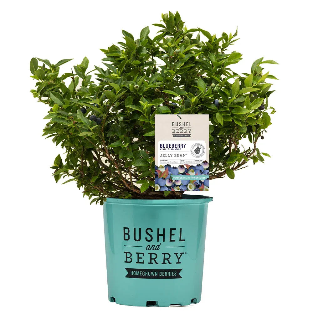 Bushel and Berry® Jelly Bean® Blueberry Bush - Compact Dwarf Fruit Shrub 6