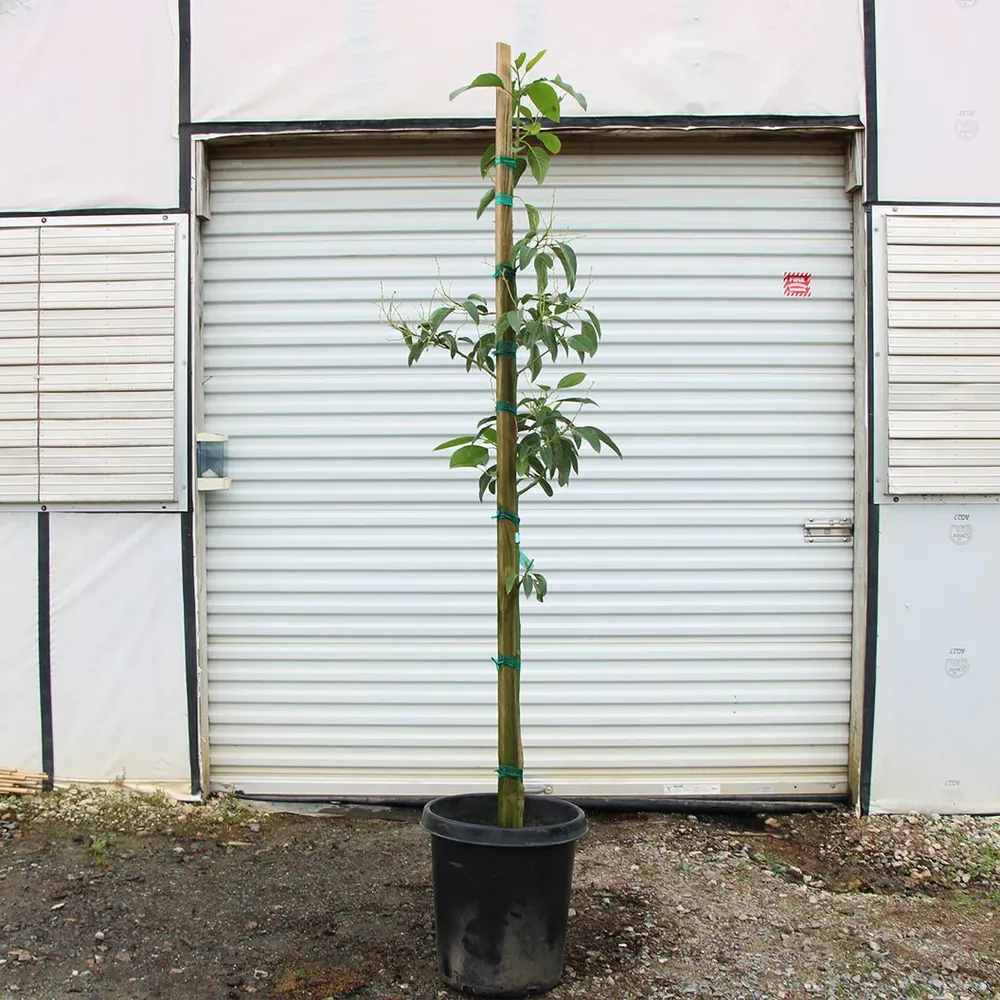 Cold Hardy Avocado Tree - Frost Resistant Evergreen Fruit Tree 9