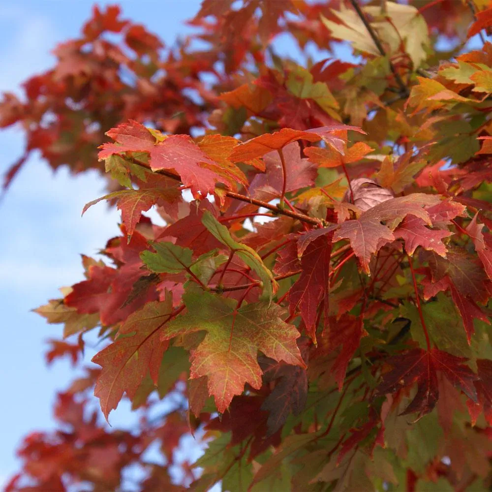 Autumn Blaze Red Maple Tree (Acer x freemanii) 3