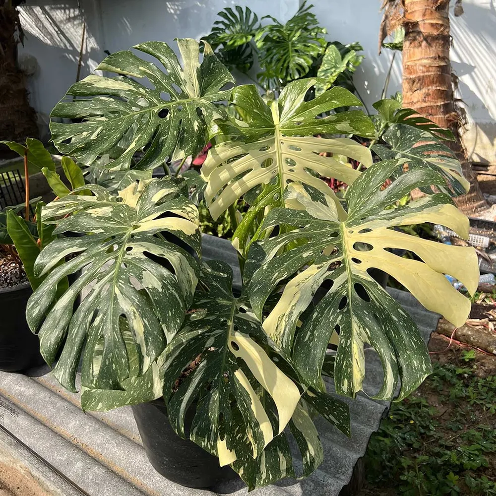 Monstera Thai Constellation Variegated Tropical Houseplant