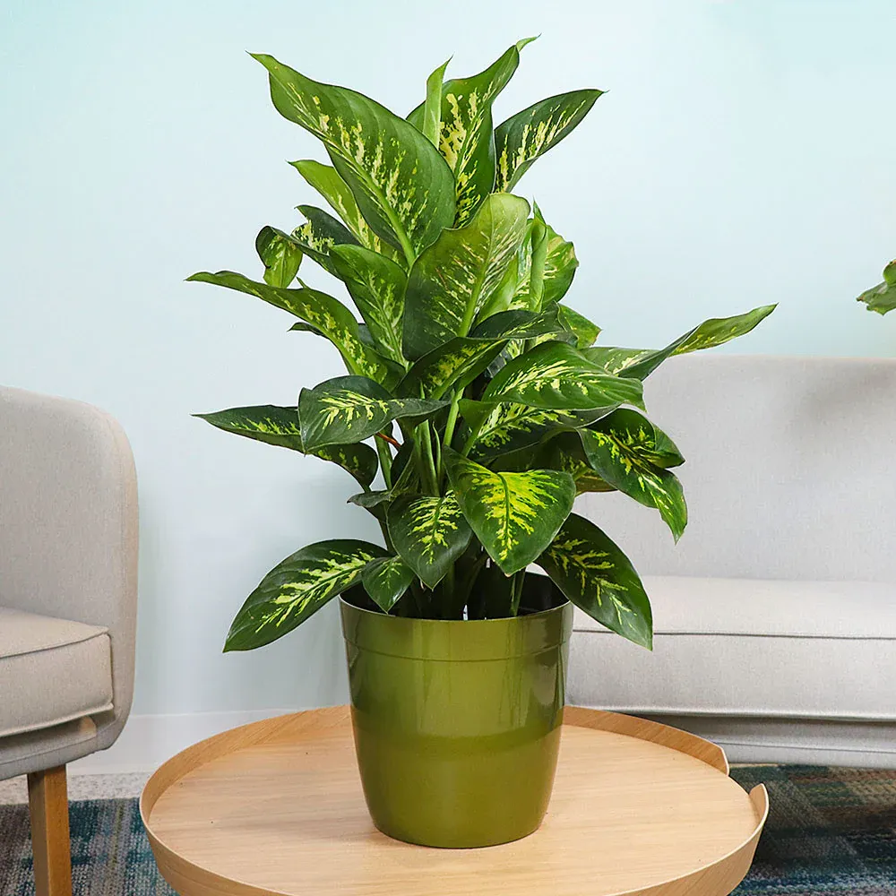 Dieffenbachia Tropic Snow Plant - Variegated Indoor Foliage